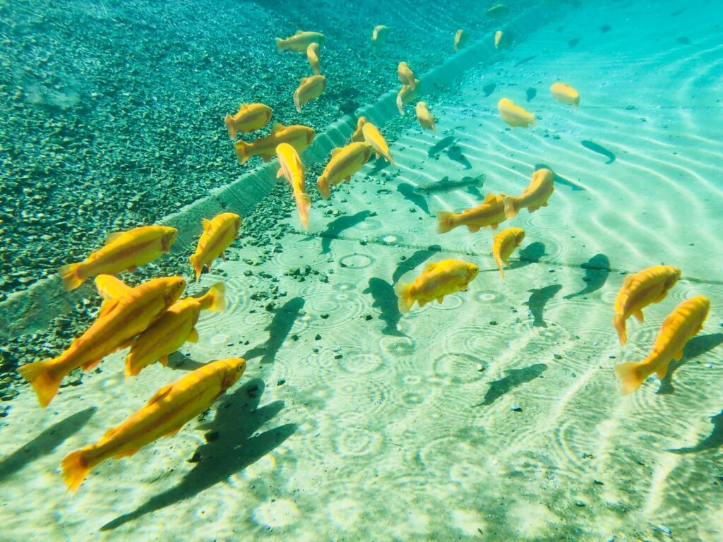 Quellfisch-Fische-Wasser-1